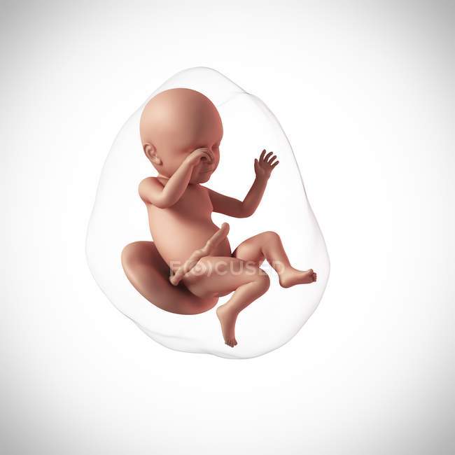 Human fetus age 39 weeks — Stock Photo