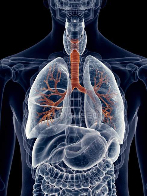 Bronches pulmonaires par rapport à d'autres organes internes — Photo de stock
