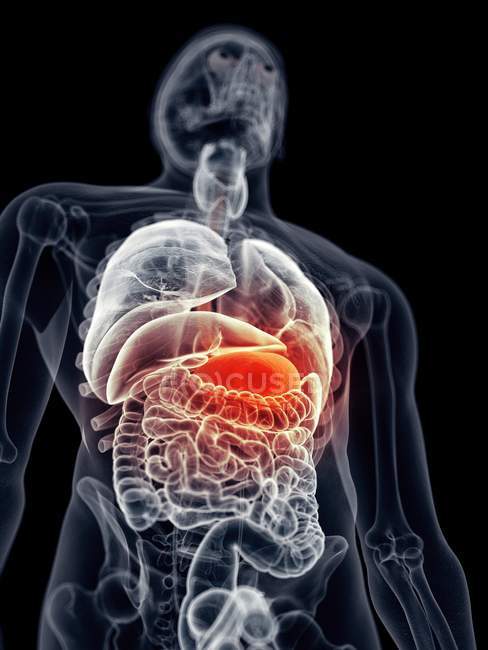 Людський шлунок і травну систему — стокове фото
