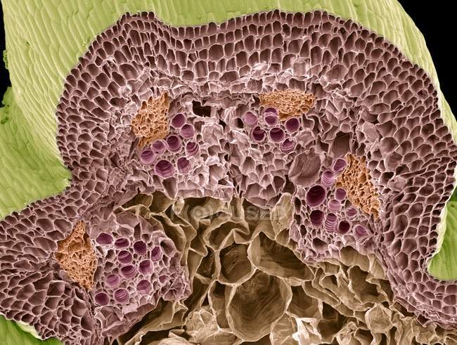 Farbige Rasterelektronenmikroskopie (sem) eines gefriergeklüfteten Kapuzinerkressestamms, die zahlreiche Gefäßbündel (z. B. im oberen Zentrum) mit einem inneren Xylem (rosa) und einem äußeren Phloem (gelb) zeigt). — Stockfoto
