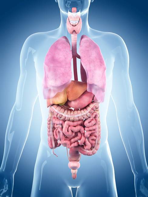 Órgãos internos saudáveis do adulto — Fotografia de Stock