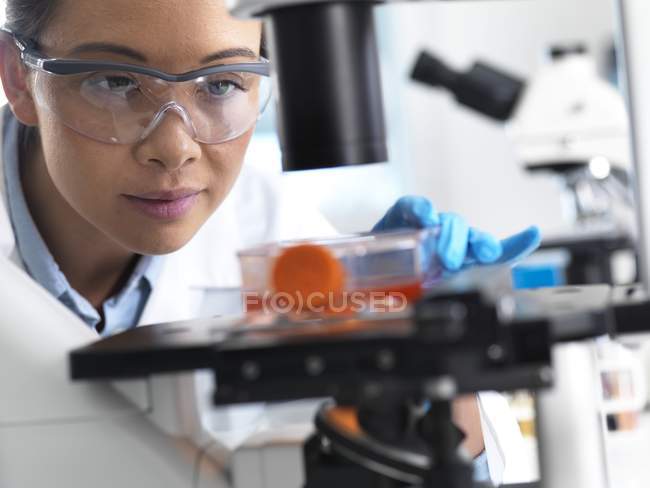 Investigadora que usa microscopio de luz para examinar células madre en frasco de cultivo . - foto de stock