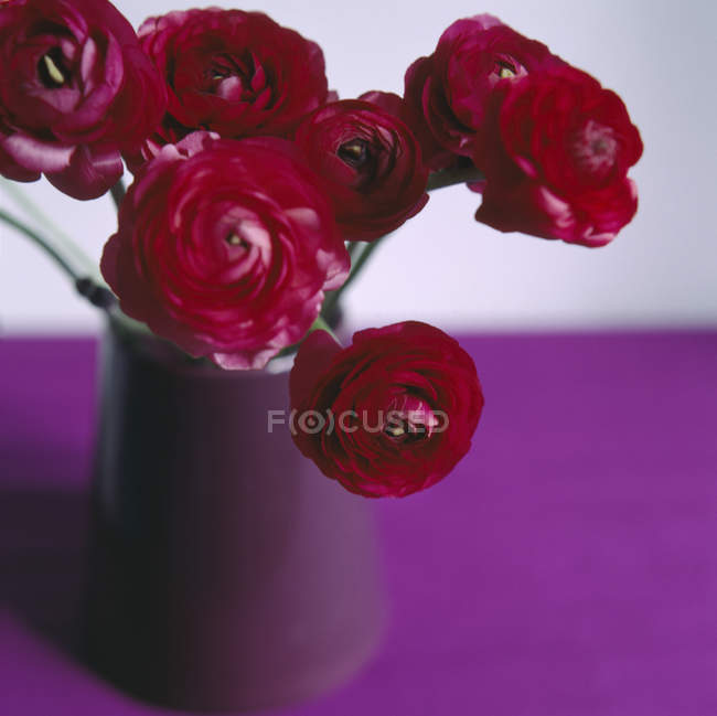 Ranunculus flores en jarrón . - foto de stock