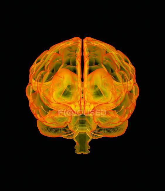Anatomie des menschlichen Gehirns — Stockfoto