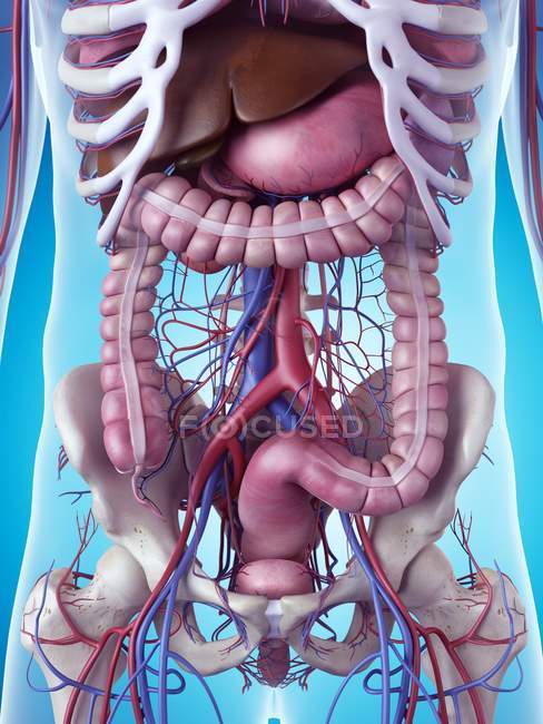 Órganos internos y sistema esquelético - foto de stock
