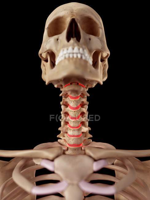 Анатомия шеи человека — стоковое фото
