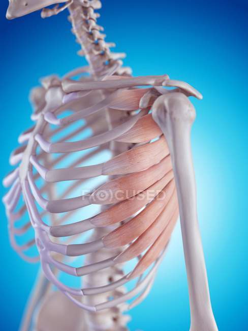 Serratus-Muskeln am Brustkorb — Stockfoto