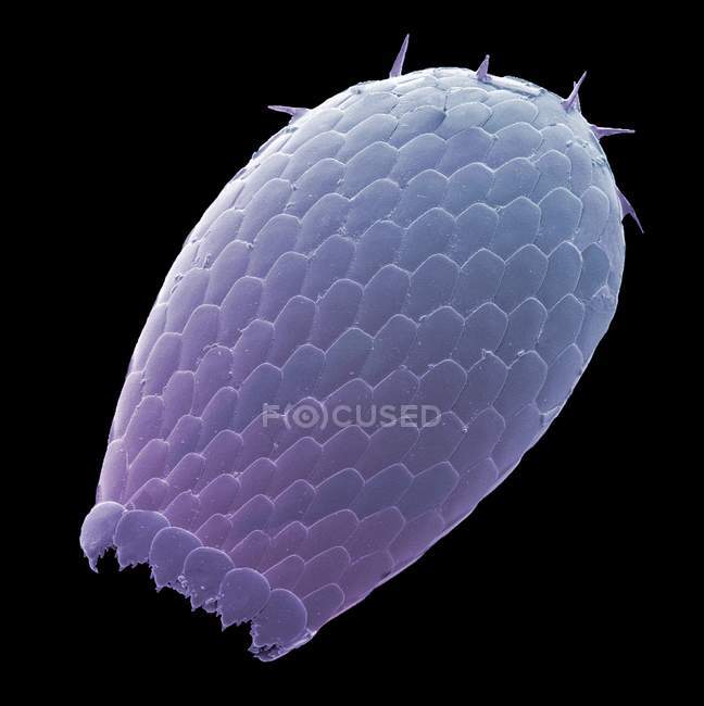 Cáscara de ameba. Micrógrafo electrónico de barrido coloreado (SEM) de una concha de una Euglypha sp. ameba . - foto de stock