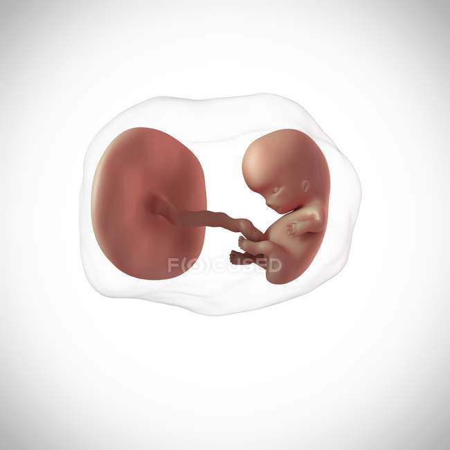Idade do feto humano 9 semanas — Fotografia de Stock