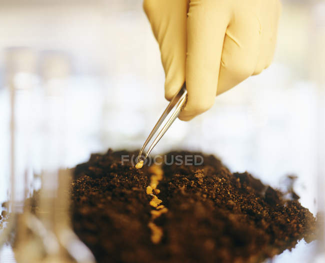 Científico siembra granos de trigo modificados genéticamente en el suelo
. - foto de stock