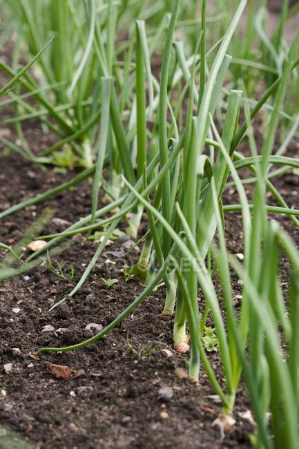 Knoblauchpflanzen im Gemüsebeet. — Stockfoto