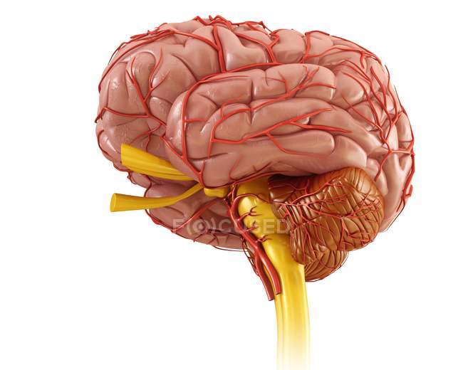 Human brain anatomy — Stock Photo