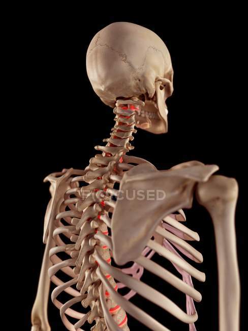 Anatomie der menschlichen Wirbelsäule — Stockfoto