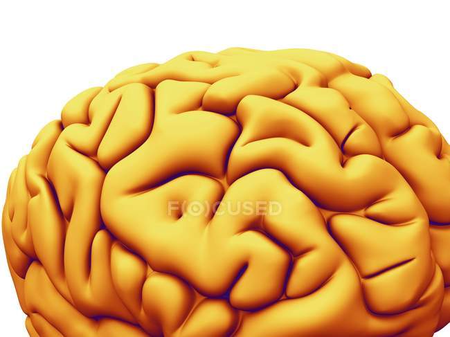 Людський мозок структура — стокове фото