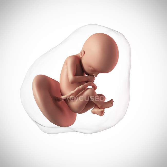 Idade do feto humano 22 semanas — Fotografia de Stock