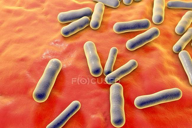 Bacterias Propionibacterium no patógenas - foto de stock