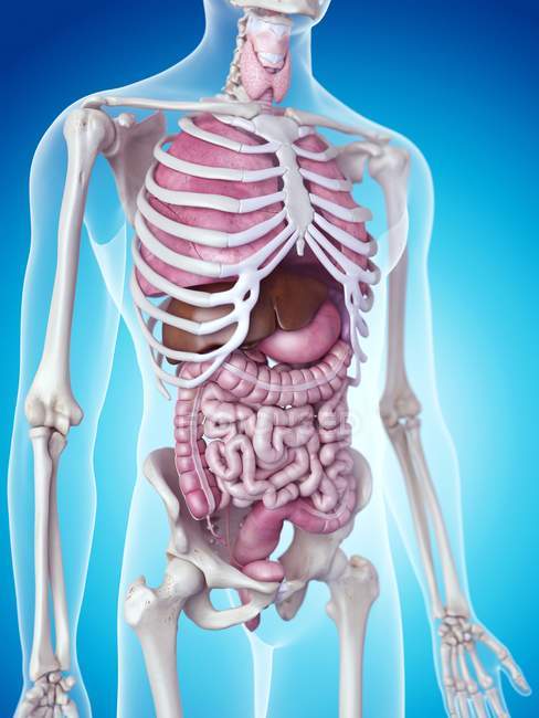 Скелетна система та внутрішні органи — стокове фото