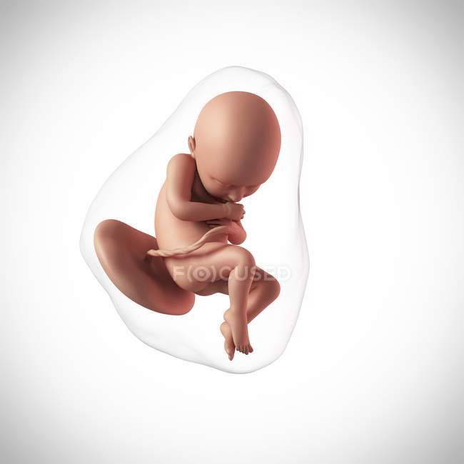 Idade do feto humano 36 semanas — Fotografia de Stock