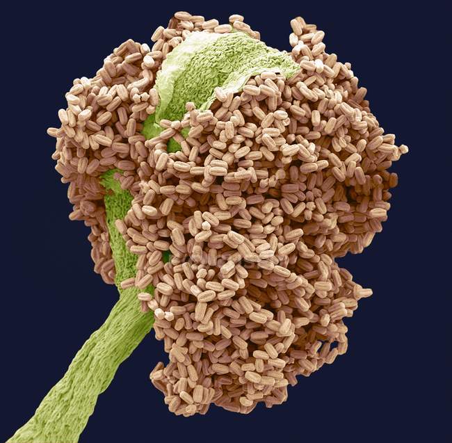 Кольоровий скануючий електронний мікрограф (SEM) анестера (чоловіча репродуктивна частина) з квітки бухти (Laurus nobilis) . — стокове фото
