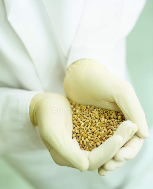 Scienziato che detiene cereali di frumento geneticamente modificato in mani guantate
. — Foto stock