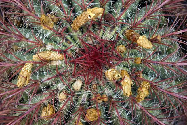 Vue du dessus de la plante de cactus en fleurs . — Photo de stock