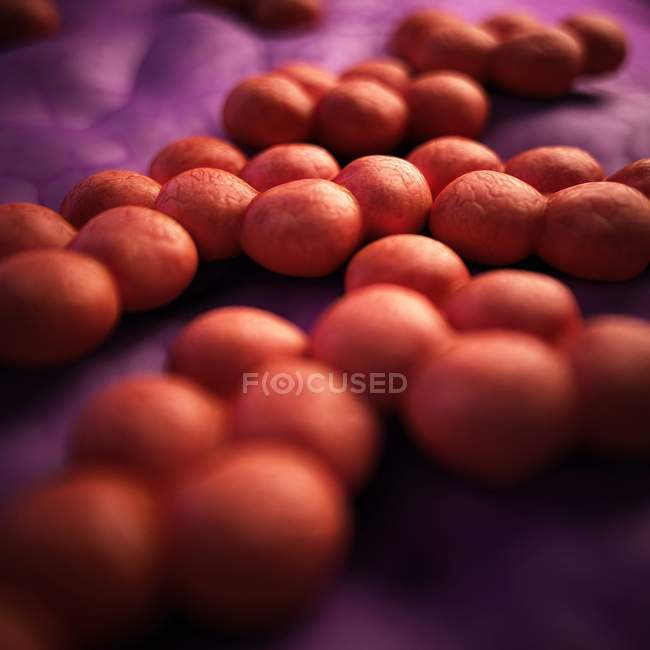 Methicillin-resistant Staphylococcus aureus — Stock Photo