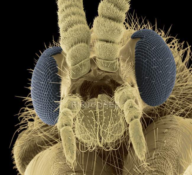 Anatomia da cabeça da mosca — Fotografia de Stock
