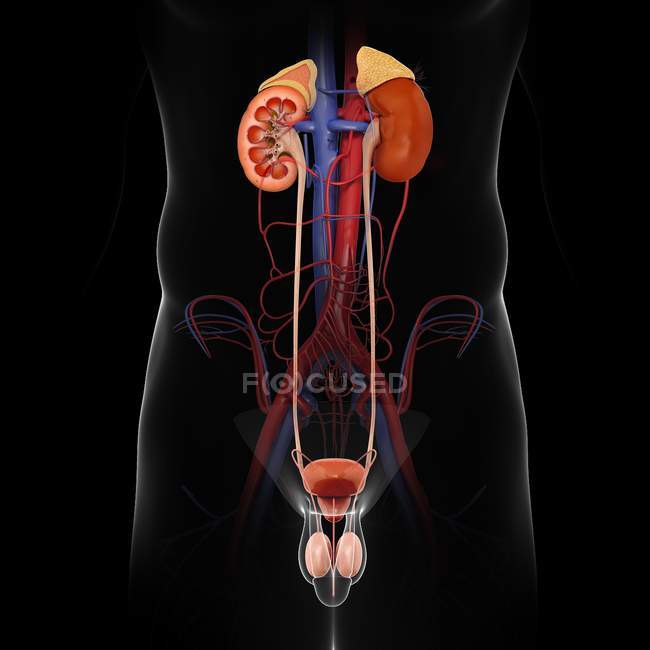 Kidneys in male body — Stock Photo