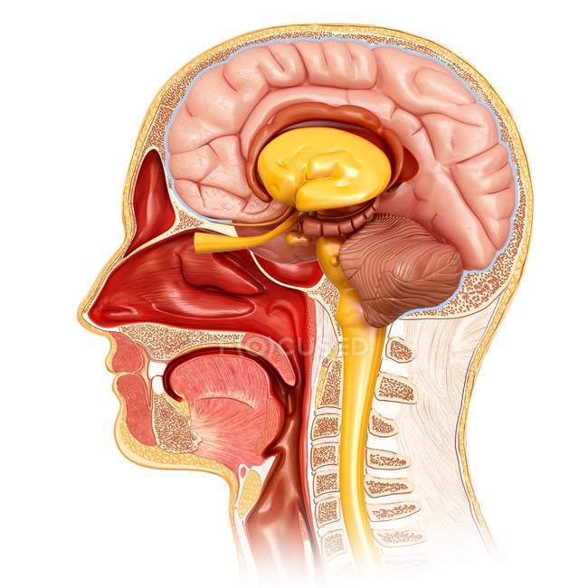 Cross-section of human head anatomy — Stock Photo