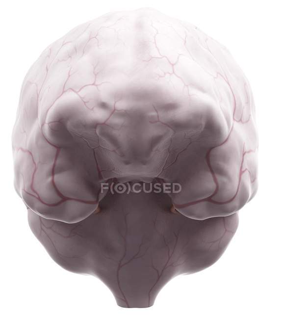 Anatomía cerebral que muestra el sistema de suministro de sangre - foto de stock