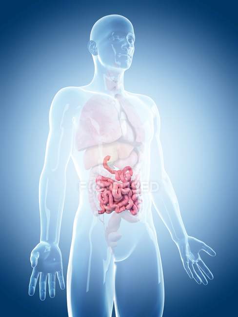 Healthy small intestine — Stock Photo