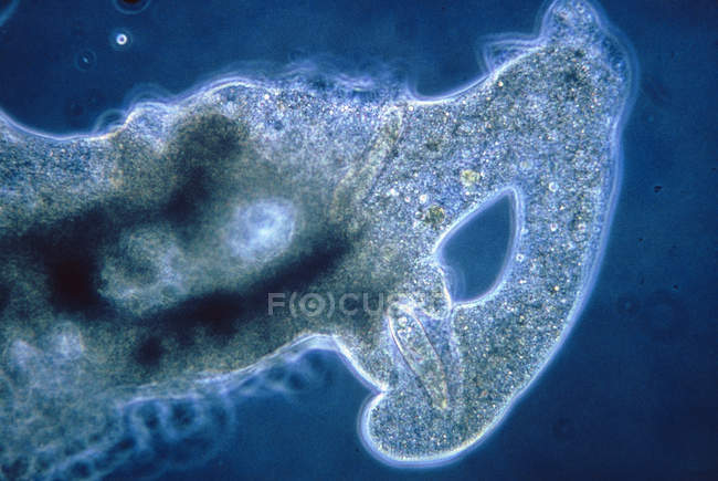 Micrographie photonique du protozoaire monocellulaire Amoeba engloutissant Paramecium
. — Photo de stock