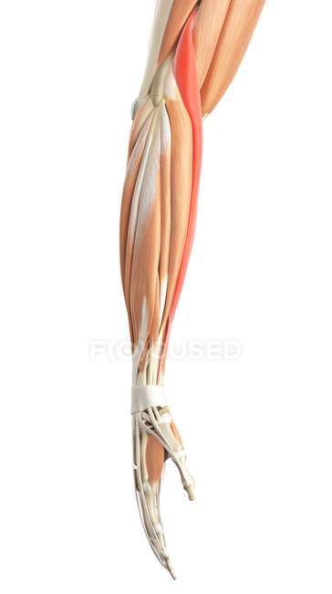 Human arm muscles — Stock Photo