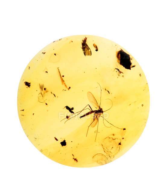 Insects preserved in amber — Stock Photo