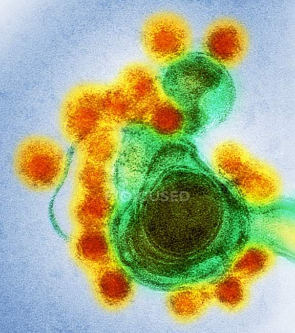 Частицы вируса Зика — стоковое фото
