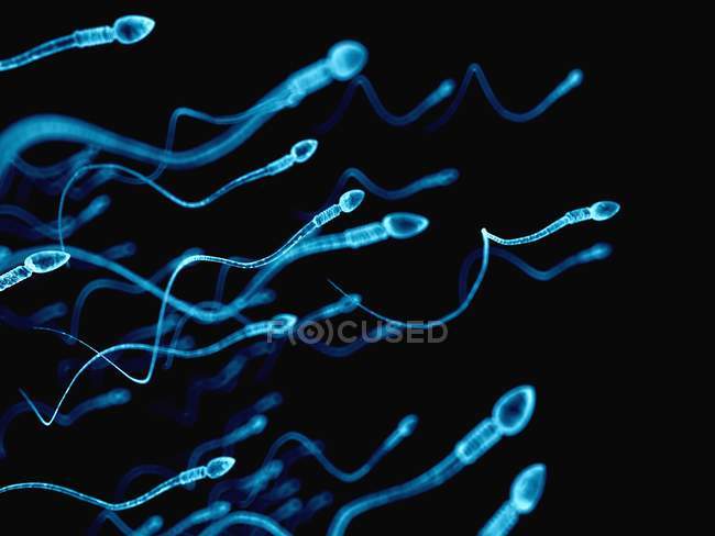 Espermatozoides normales - foto de stock