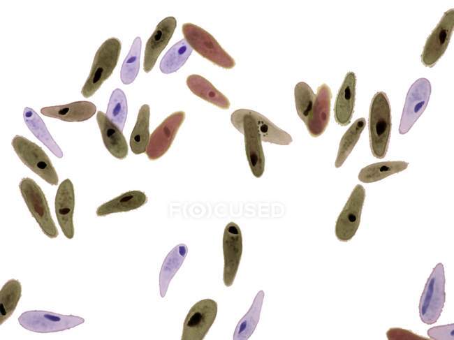 Paramecium sp. Фабрегас съел Зоа — стоковое фото