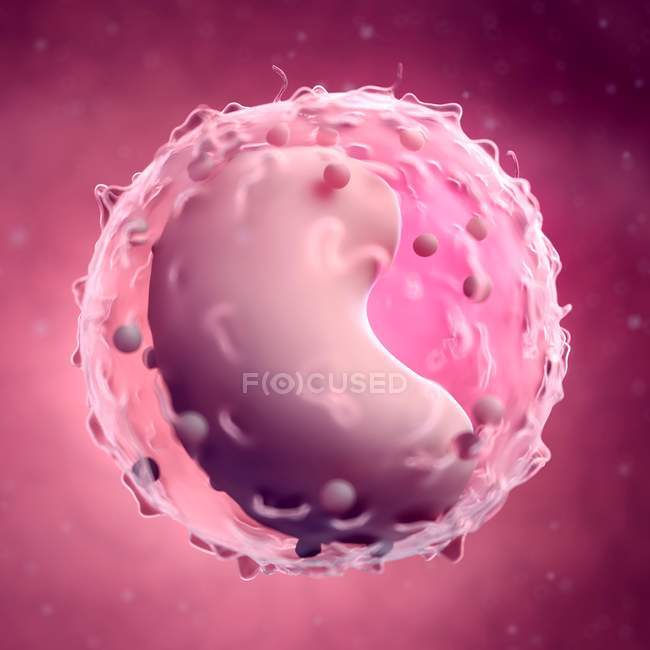Estrutura e forma das células linfocitárias — Fotografia de Stock