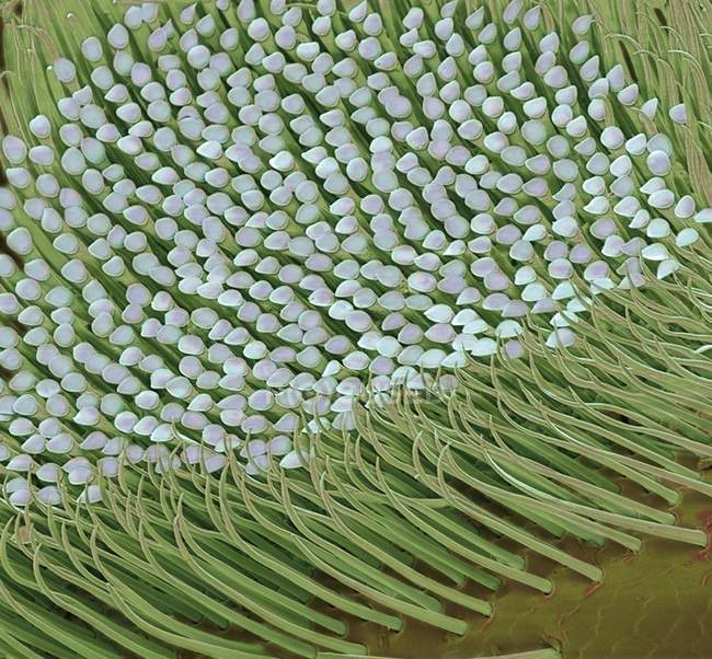Поверхность стопы обыкновенного жука-пыльцы — стоковое фото