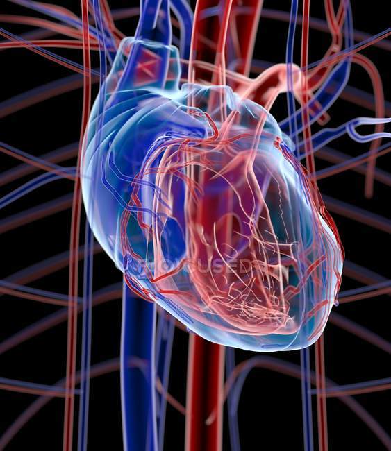 Anatomia do coração humano — Fotografia de Stock