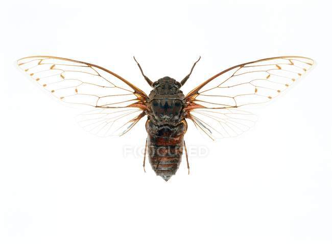 Дорослий цикад на білому тлі — стокове фото