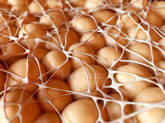 Fatcells structure and anatomy — Stock Photo