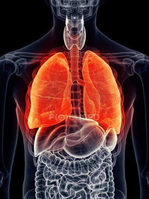 Pulmones en relación con otros órganos internos - foto de stock