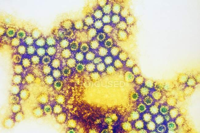 Partículas de calicivirus felinos - foto de stock