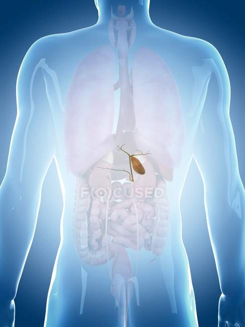 Human gall bladder — Stock Photo
