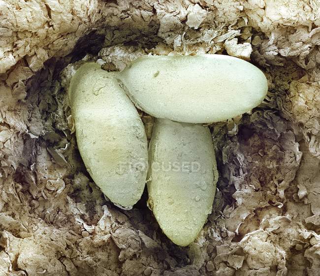 Ácaros sarcópticos ácaros ovos — Fotografia de Stock