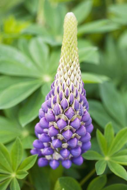 Close-up view of lupin flowers. — Stock Photo