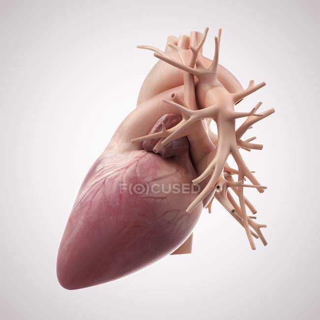 Corazón humano sano - foto de stock