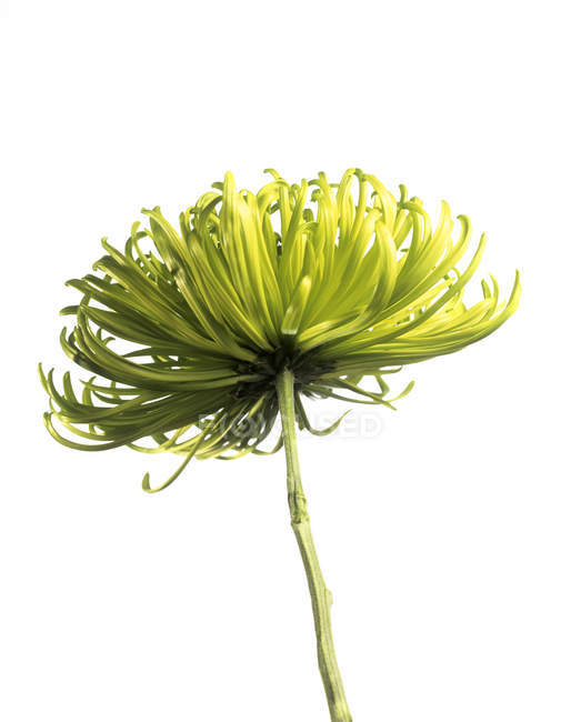 Blume der Chrysanthemenpflanze auf weißem Hintergrund. — Stockfoto