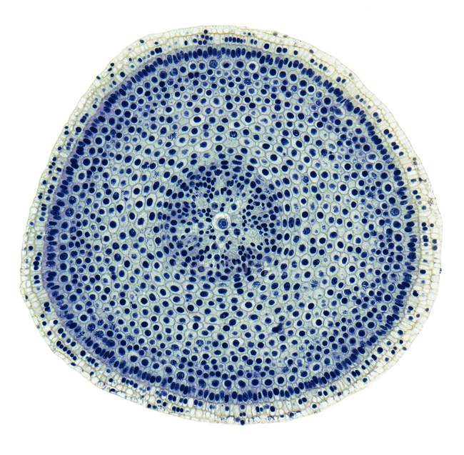 Células submetidas a mitose — Fotografia de Stock